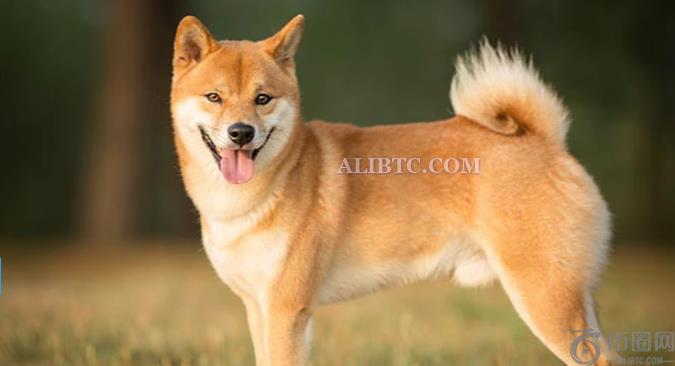 Bitwise修改文件,现货DOGE ETF即将上市 Bitwise修改文件,现货DOGE ETF即将上市